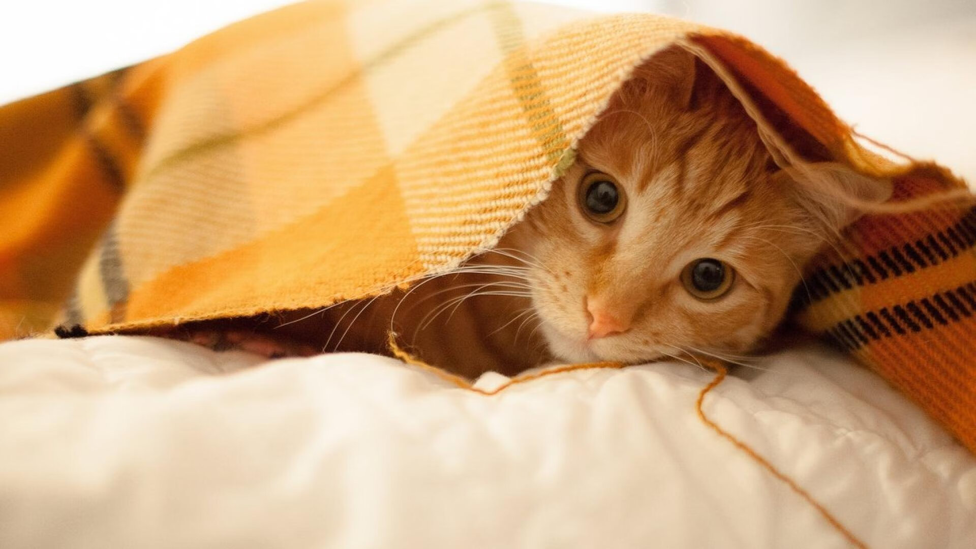 乐鱼app-_冠军连续五年夺冠，打破多项纪录_，连夺五届世界冠军