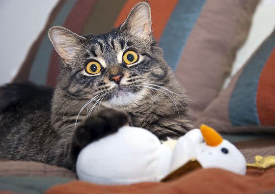 体育科技：虚拟现实和AI在篮球中的应用前景，虚拟体育是什么