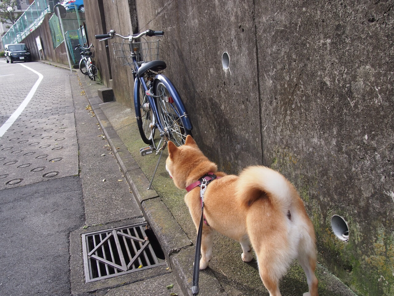 LeyuSports-十大足球迷的奇葩行为，大众笑料！，足球球迷的搞笑