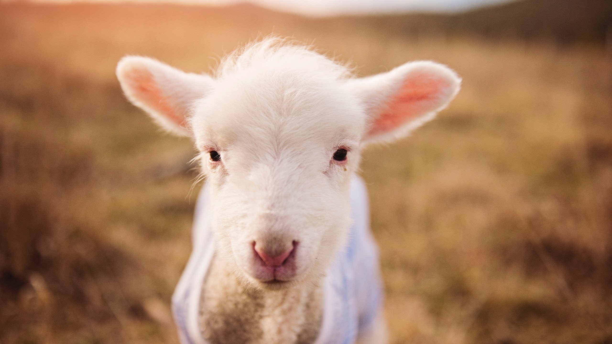 托桑·埃夫布奥姆万成为NBA国际化象征,埃托奥与布冯相视一笑