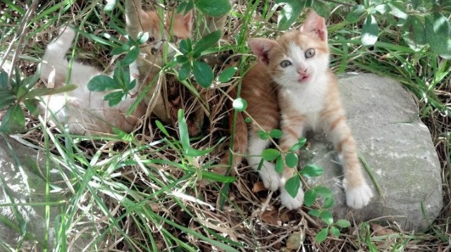 汇丰全国青少年高尔夫球冠军赛总决赛圆满落幕,2020汇丰全国青少年高尔夫冠军赛