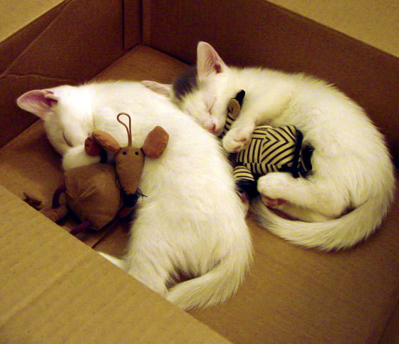 法甲新引援逐渐融入球队,展现良好适应性,法甲参赛球队