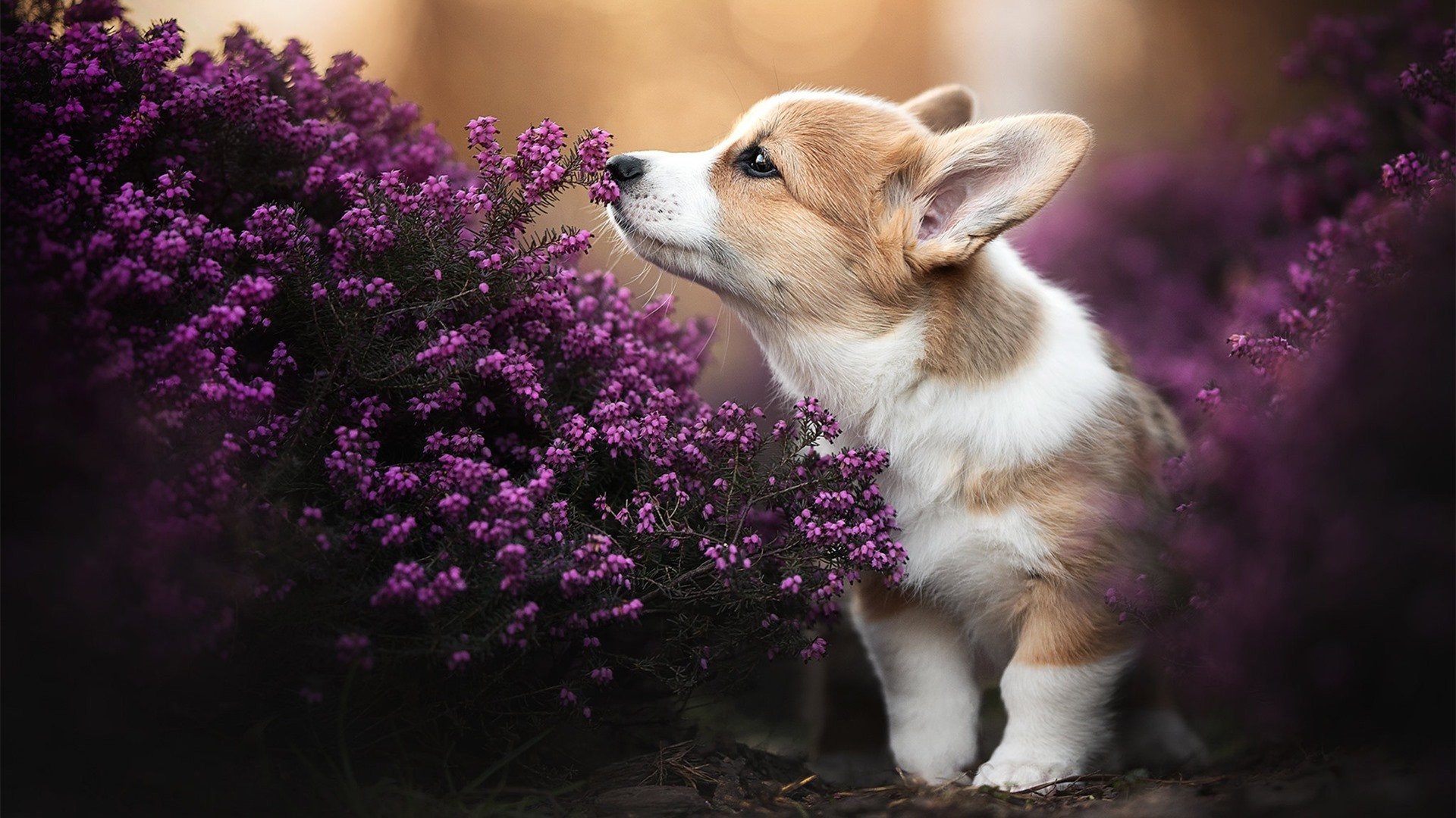 皇马坐稳西甲榜首,追赶者压力山大,时隔5年皇马重夺西甲冠军 浅谈皇马本赛季5大赢球关键