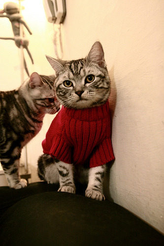 乐鱼app-PSG.LGD新赛季目标直指国际大赛冠军，psg.lgd阵容