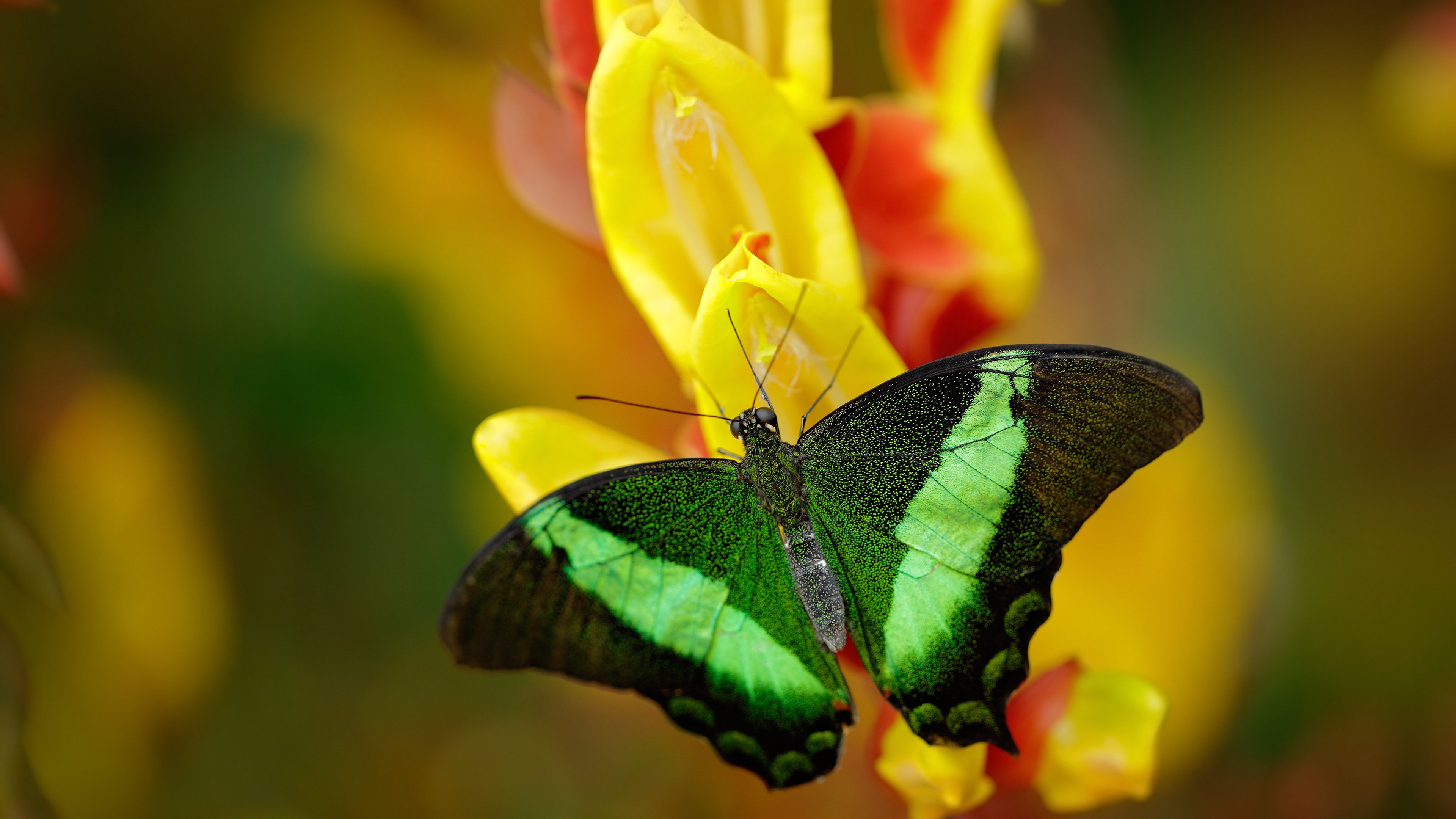 乐鱼体育登录-上海绿地申花对阵上海上港，一场内战将谁笑到最后取胜？，上海绿地申花主场