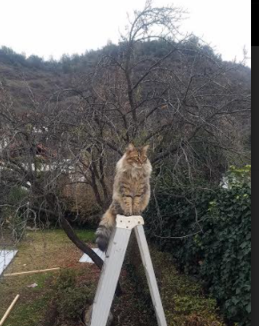 亚冠赛场烽火连天，胜负难料局面扑朔迷离，亚冠对战