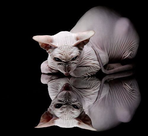 博卡青年与河床再度对决,博卡青年对阵河床