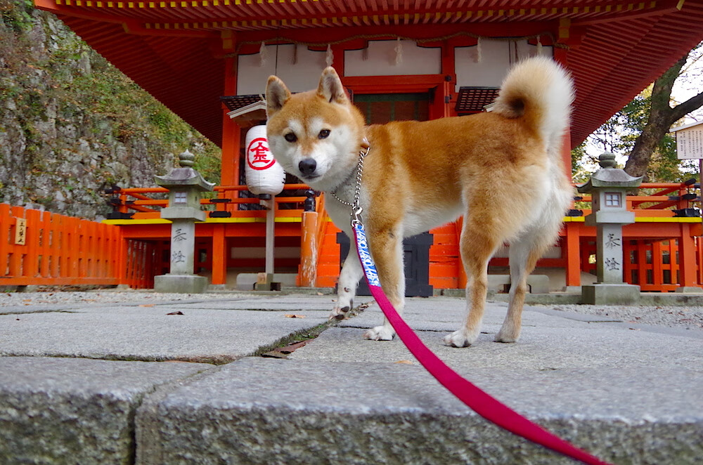巴西队在世界杯预选赛中遭遇失利,球迷对球队表现提出质疑,巴西队2022世界杯