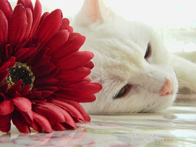 捷克队球员训练积极备战国际比赛,捷克队员名单