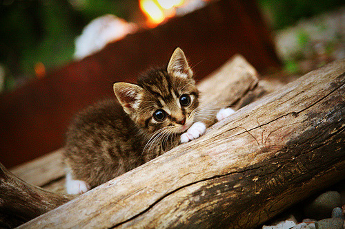 leyu乐鱼-摩纳哥攻击疲态显露，受伤员待恢复，摩纳哥2020