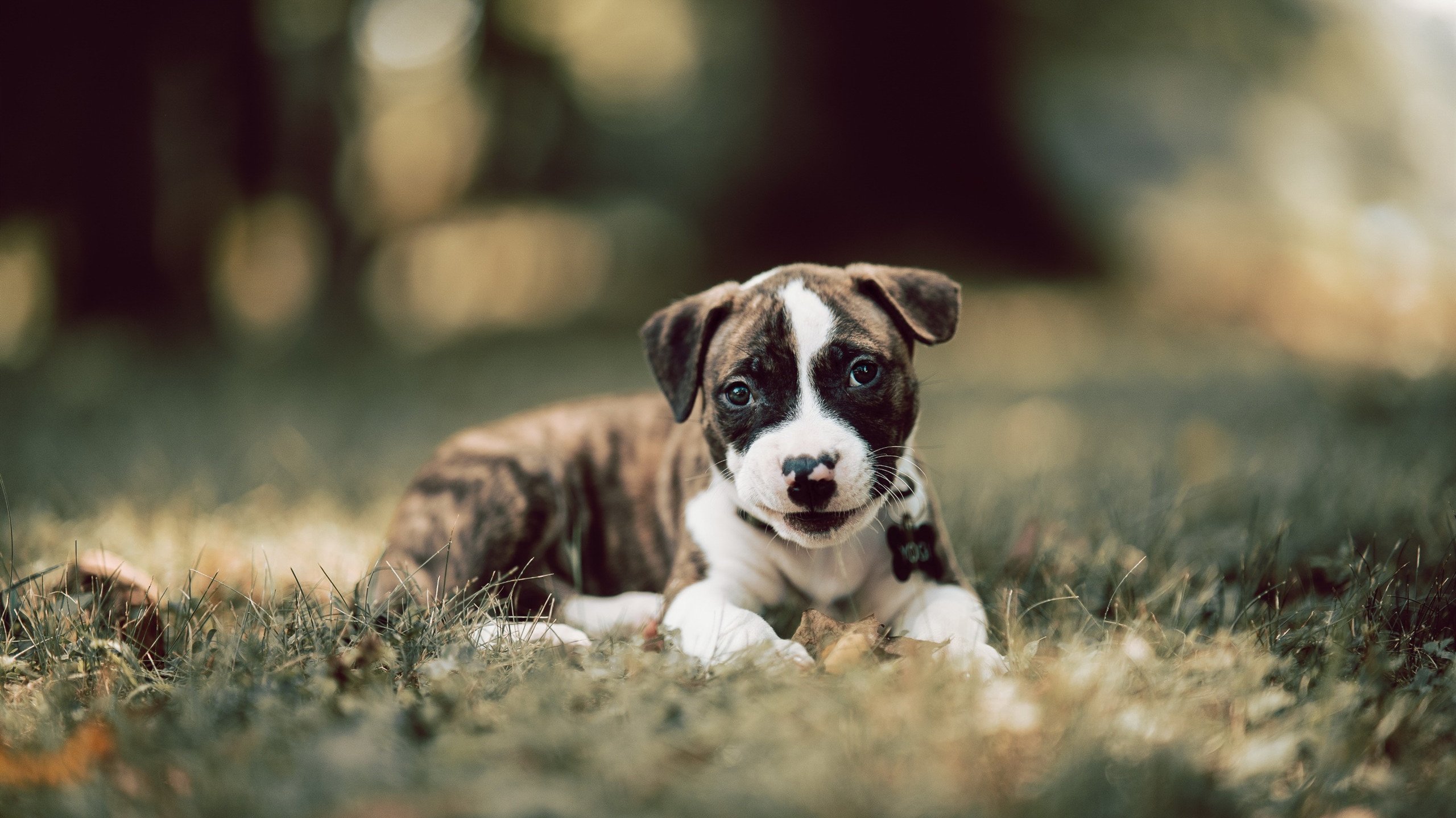 乐鱼（中国）体育官方网站-斯图加特球员努力训练备战，力争在赛场上斩获胜利，斯图加特贴吧