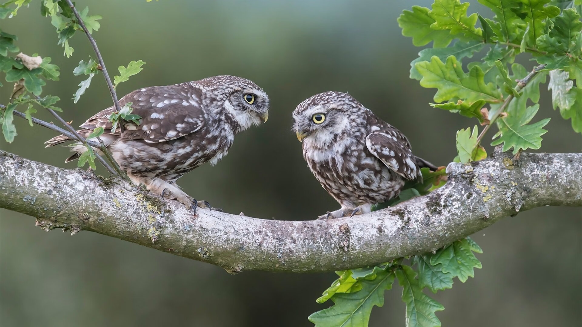 曼联主场大胜伯恩茅斯,保持胜势,曼联主场大胜伯恩茅斯,保持胜势的原因