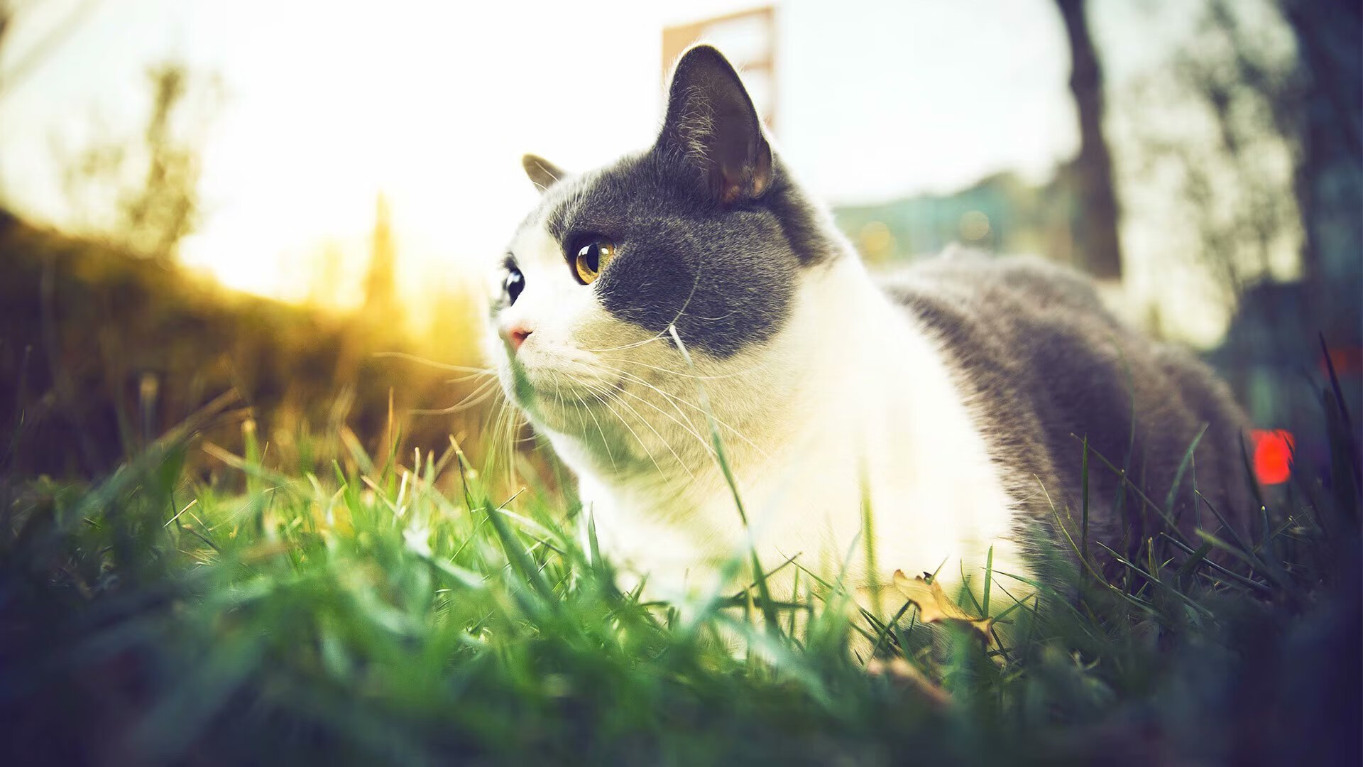 曼城对阵多特蒙德,比赛激烈谁将脱颖而出?,2020曼城对多特蒙德比赛视频