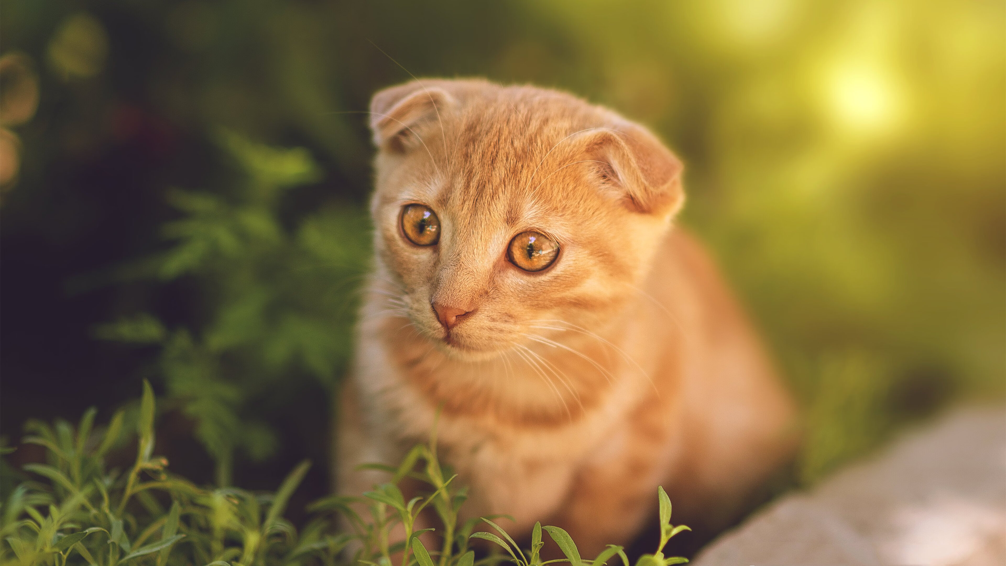 瑞典团队合作出色,夺得胜利,瑞典 组合