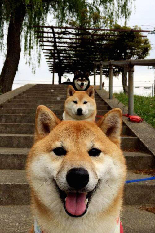 阿拉维斯球员连续进球,为球队贡献巨大,阿拉维斯转入球员