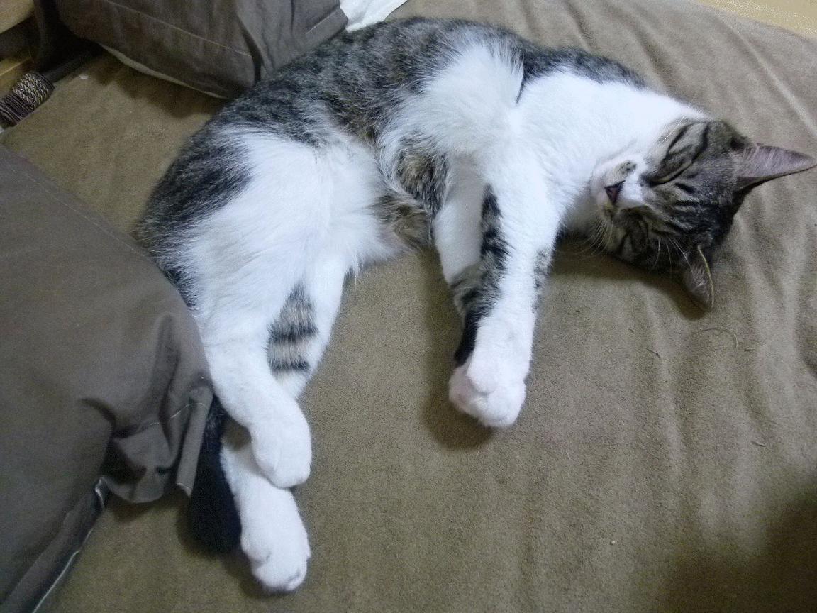 西班牙男足全胜夺得2024年欧洲杯冠军,西班牙2021欧洲杯球员