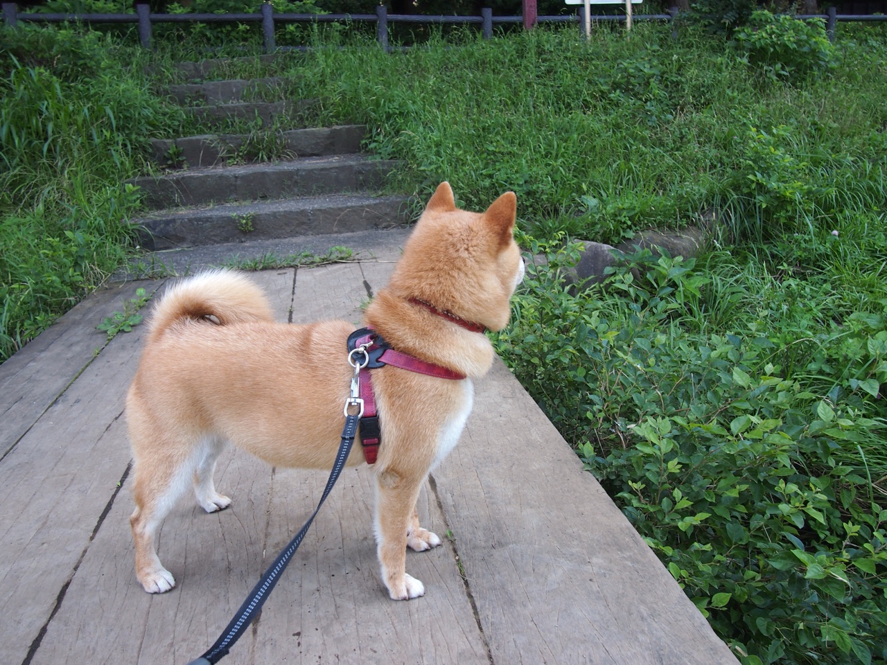 西班牙男足全胜夺得2024年欧洲杯冠军,西班牙2021欧洲杯球员