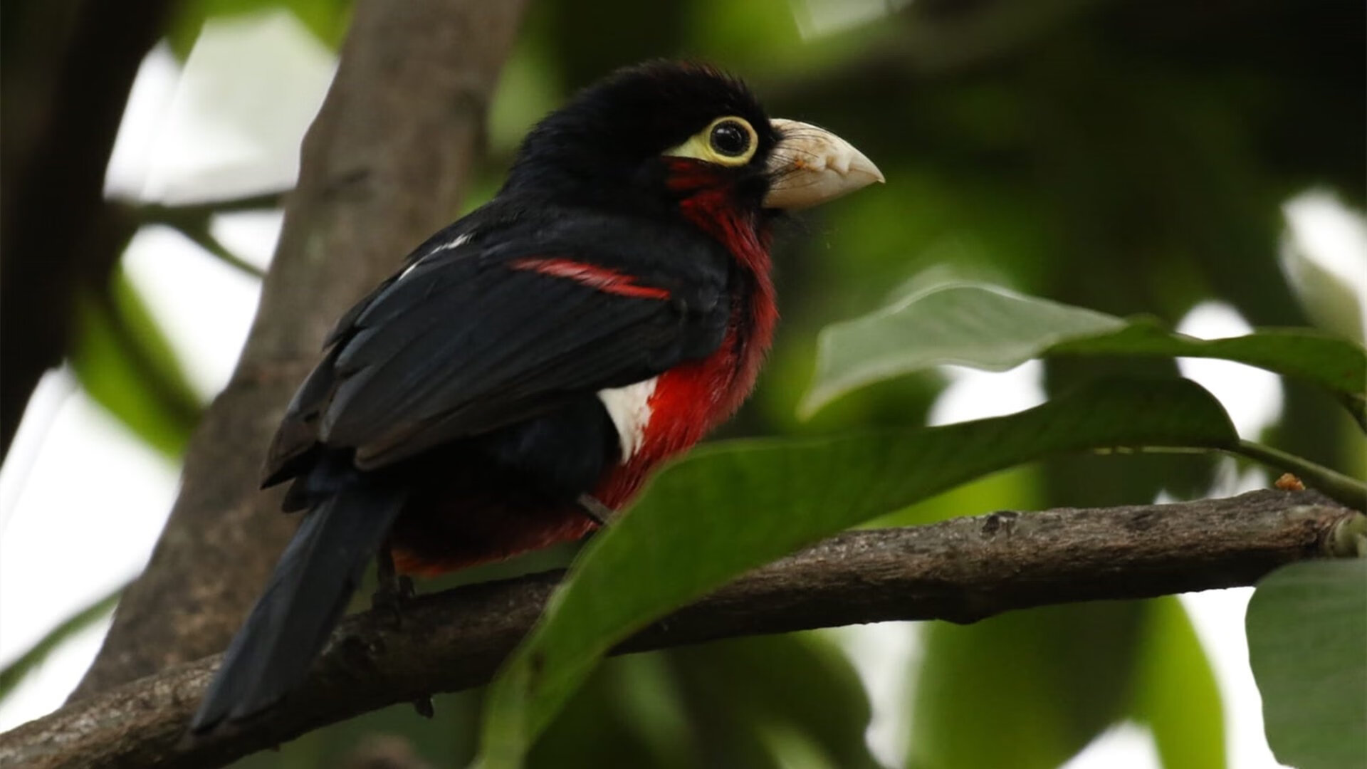 场上心理抗压能力有较大提升,抗压能力和心理素质