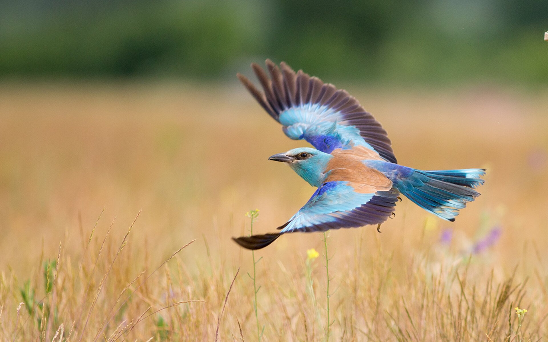 乐鱼体育App下载-山东吉马积极引援季后赛前景被看好，吉马有限公司