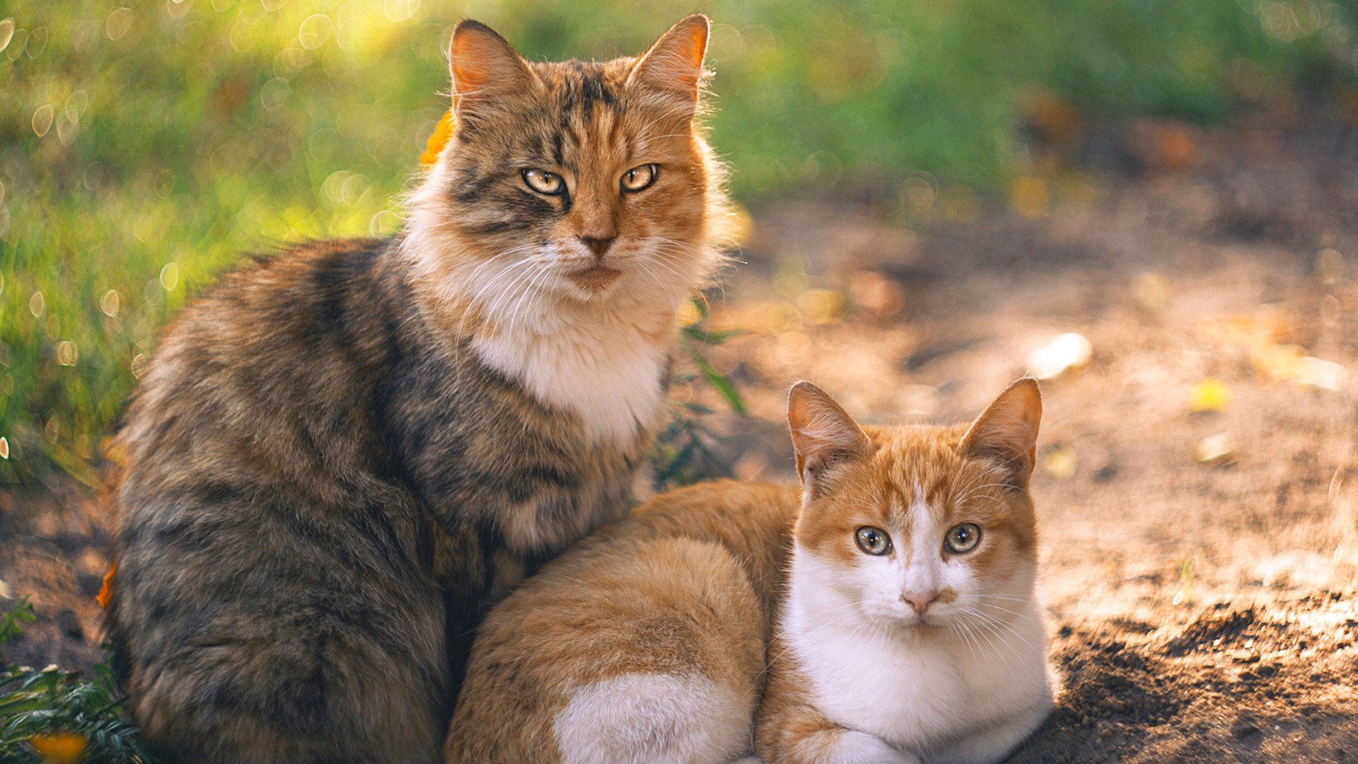 新加坡队赛制策略:如何在赛制中保持战术灵活性与精准性,新加坡赛制实施细则