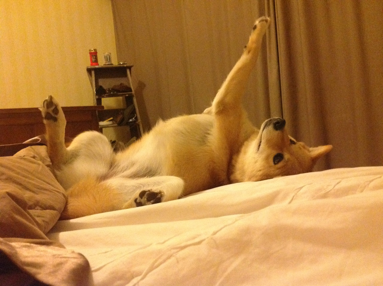 波兰队未来发展：如何打造全员型选手，实现比赛全能，波兰队小组