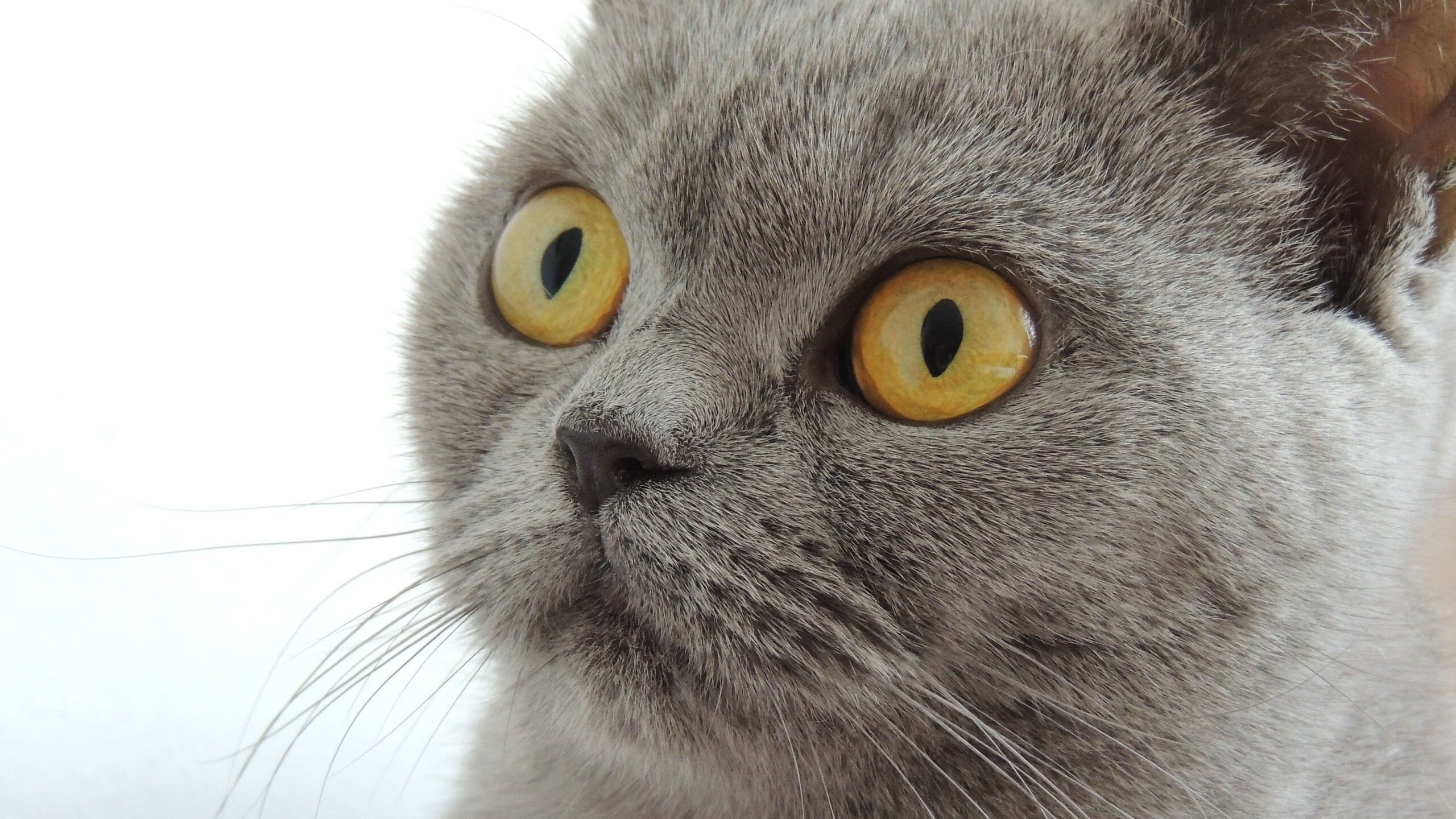 塞尔维亚女篮在欧洲锦标赛中表现优异,志在夺冠,塞尔维亚女蓝水平