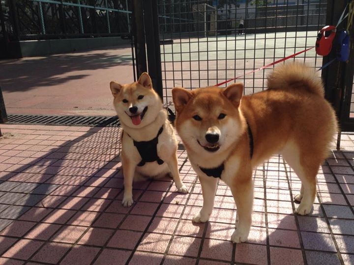 法甲新星崛起:未来之光闪耀未来!,法国足球未来之星