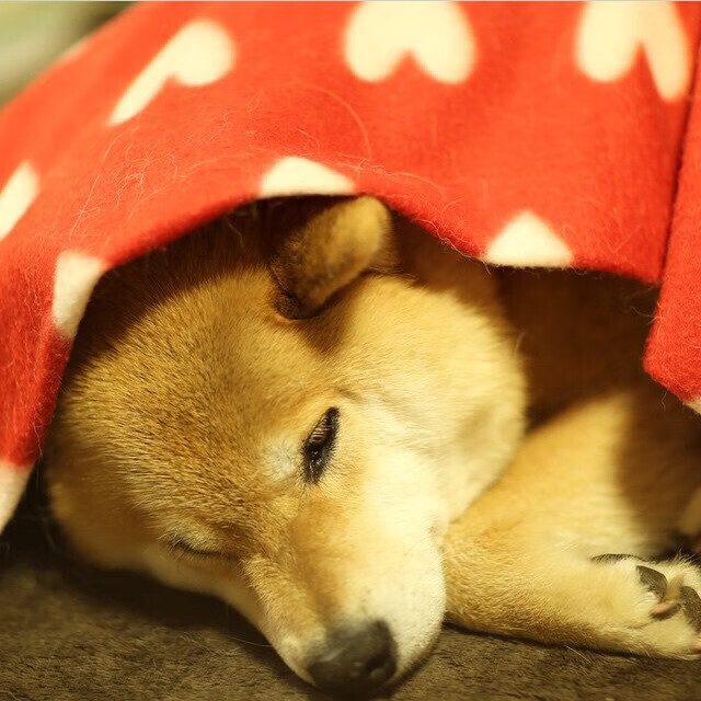 西甲天王风采:精彩绝伦的一人秀场,西甲ds