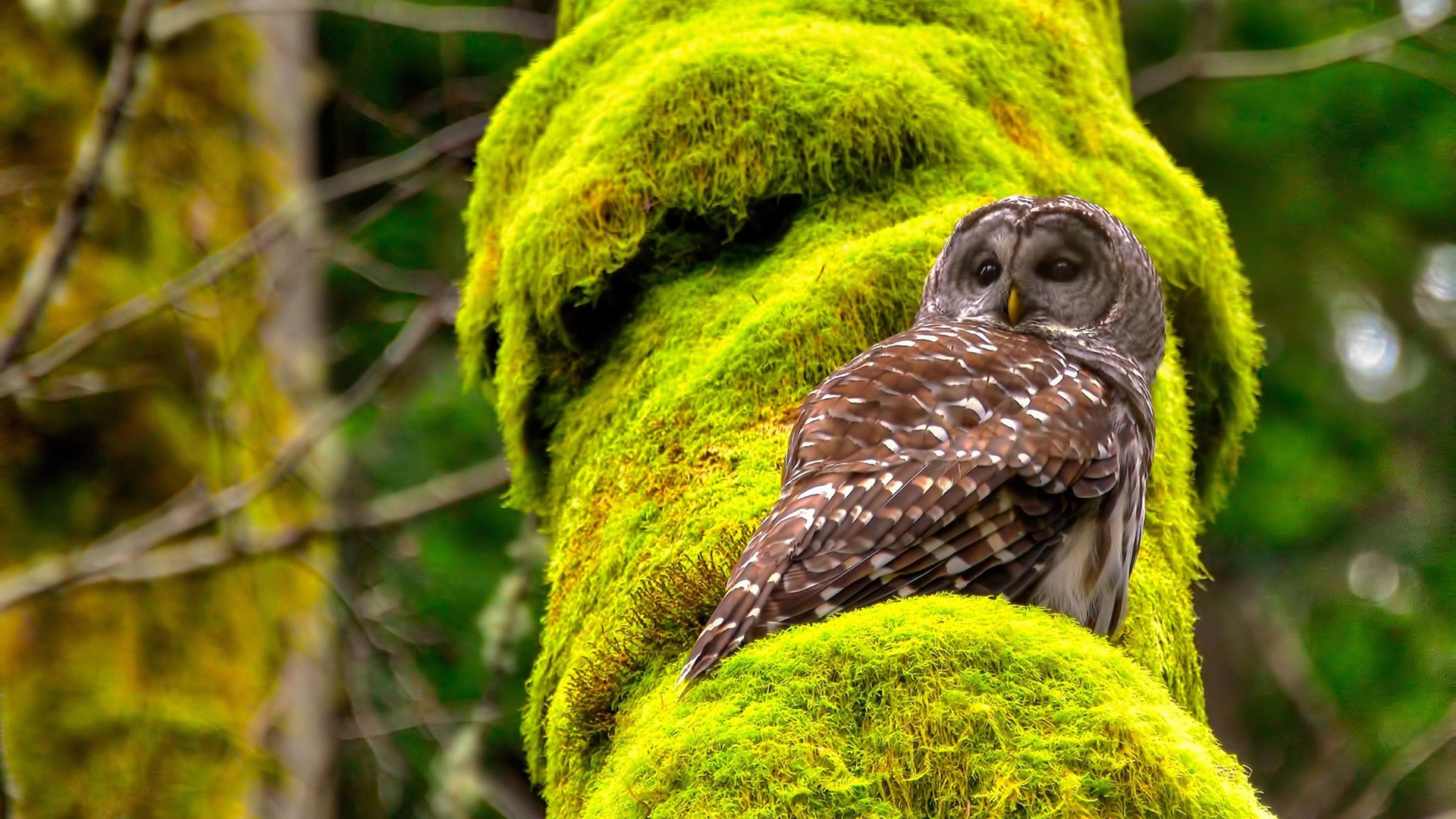 谢佩玲精彩表现引爆赛场气氛,谢佩璇个人资料